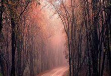 金年会网站-赛道如战场！田径决赛上演0.01秒的生死时速