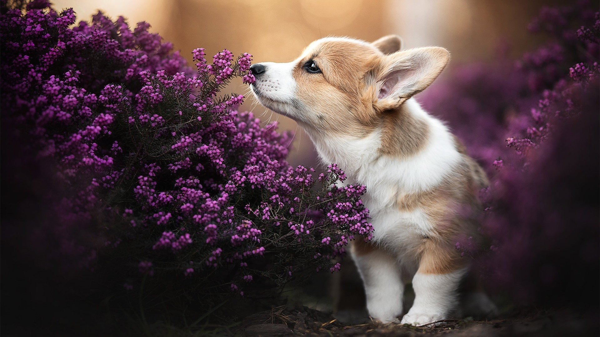 金年会集团-意甲焦点战，当土耳其的野马节奏遇上西班牙的钟表掌控