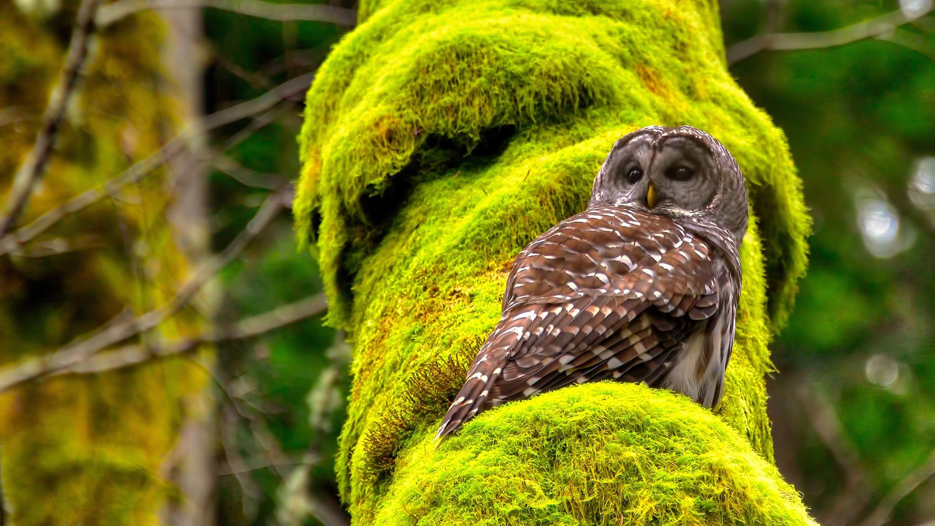 JNH体育-鏖战与新生，东决关键战黄蜂逆转灰熊，生死时刻谁主沉浮？