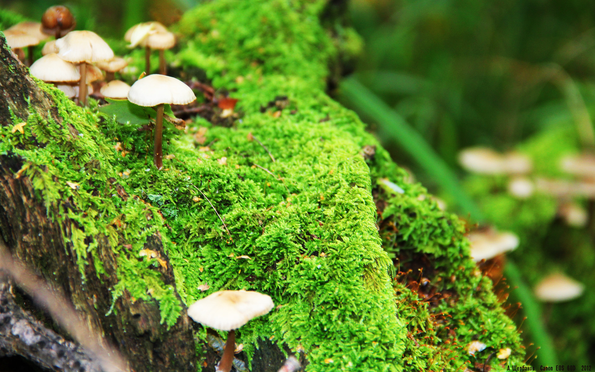 sports jnh-跨越时空的体育史诗，埃及足球生死战与黄喜灿的NBA总决赛奇迹