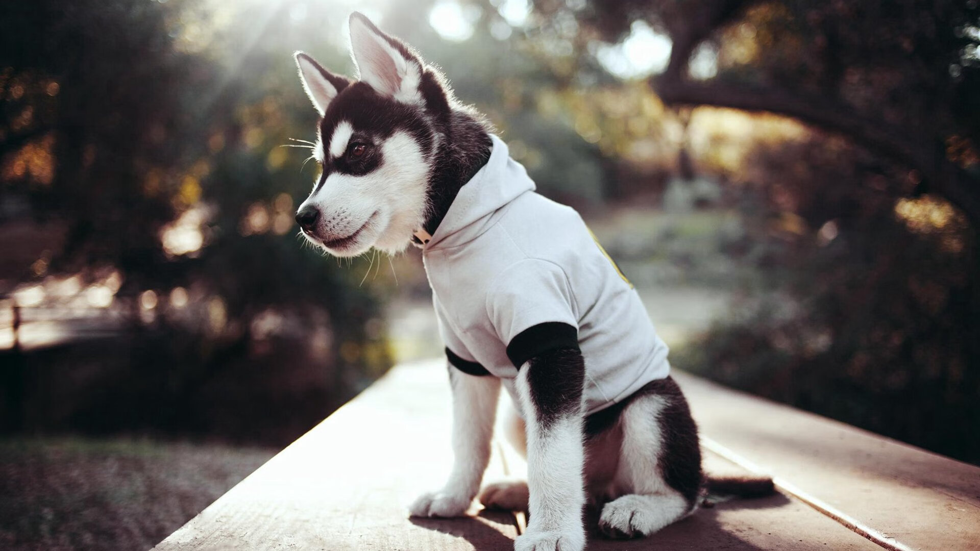 化茧成蝶,范弗利特用魔术终结山西,诠释控卫的终极进化