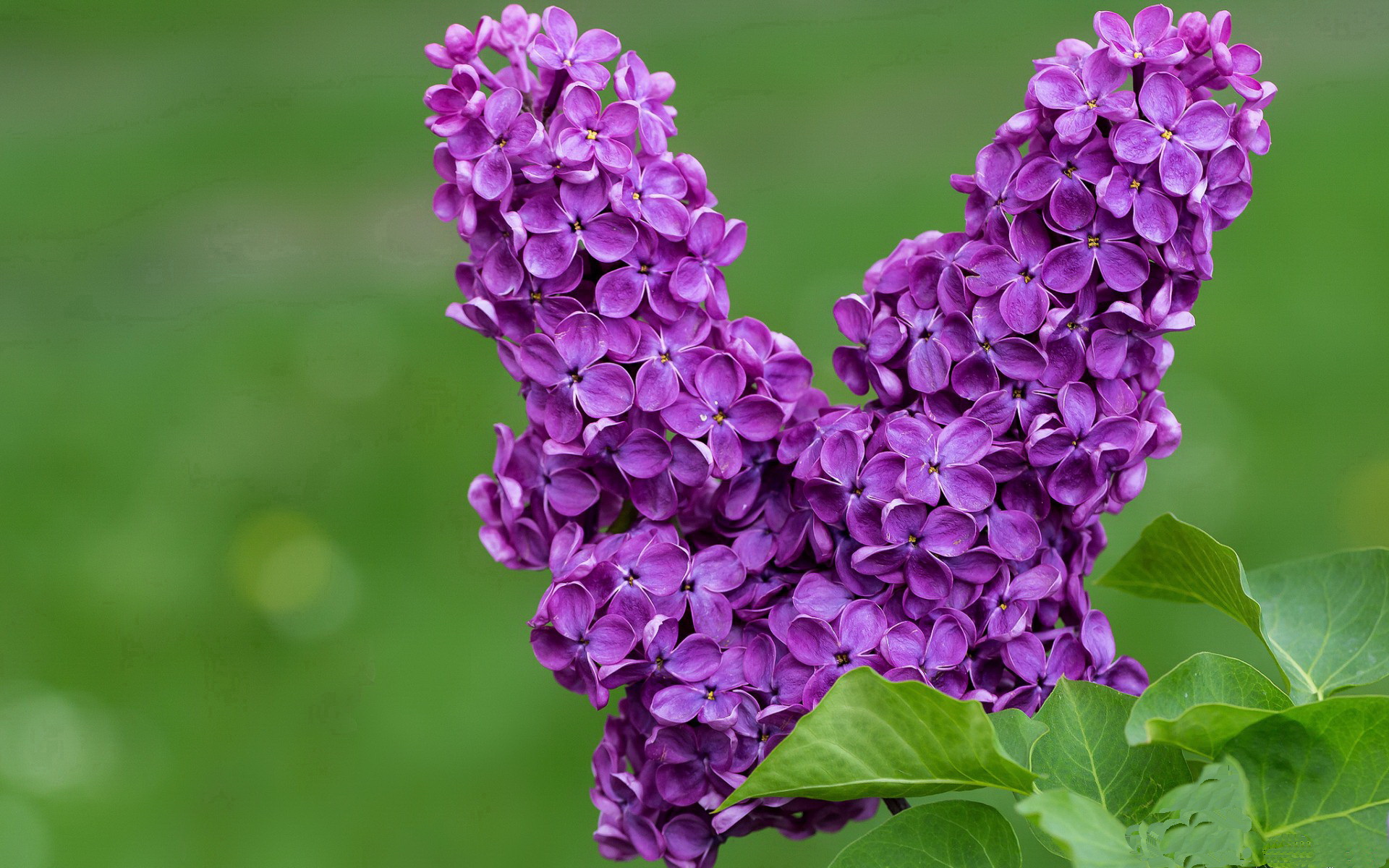 sports jnh-骑士血拼浙江队，杰伦格林用压制级发挥诠释何为冰火两重天