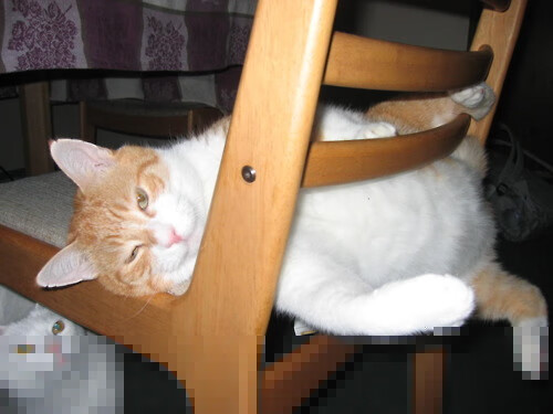 欧冠决赛焦点战与开拓者淘汰奇才，体育世界中的激情与荣耀