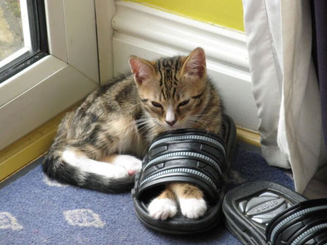 金年会集团-德甲争冠战之夜，布鲁诺一锤定音，主宰比赛走向