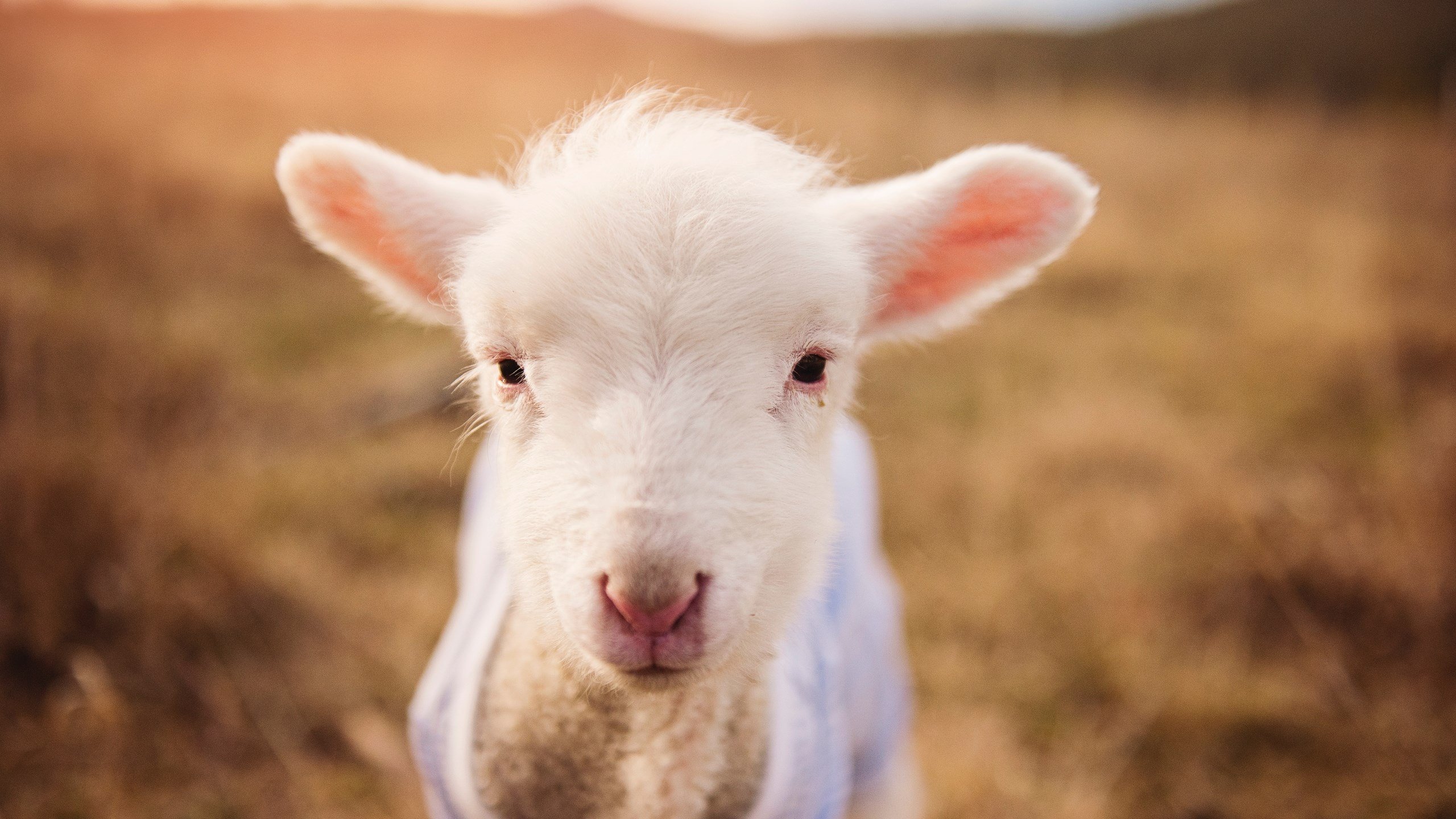 东方铁壁对金州之箭，当广厦遇见热火，克莱一箭穿云定乾坤