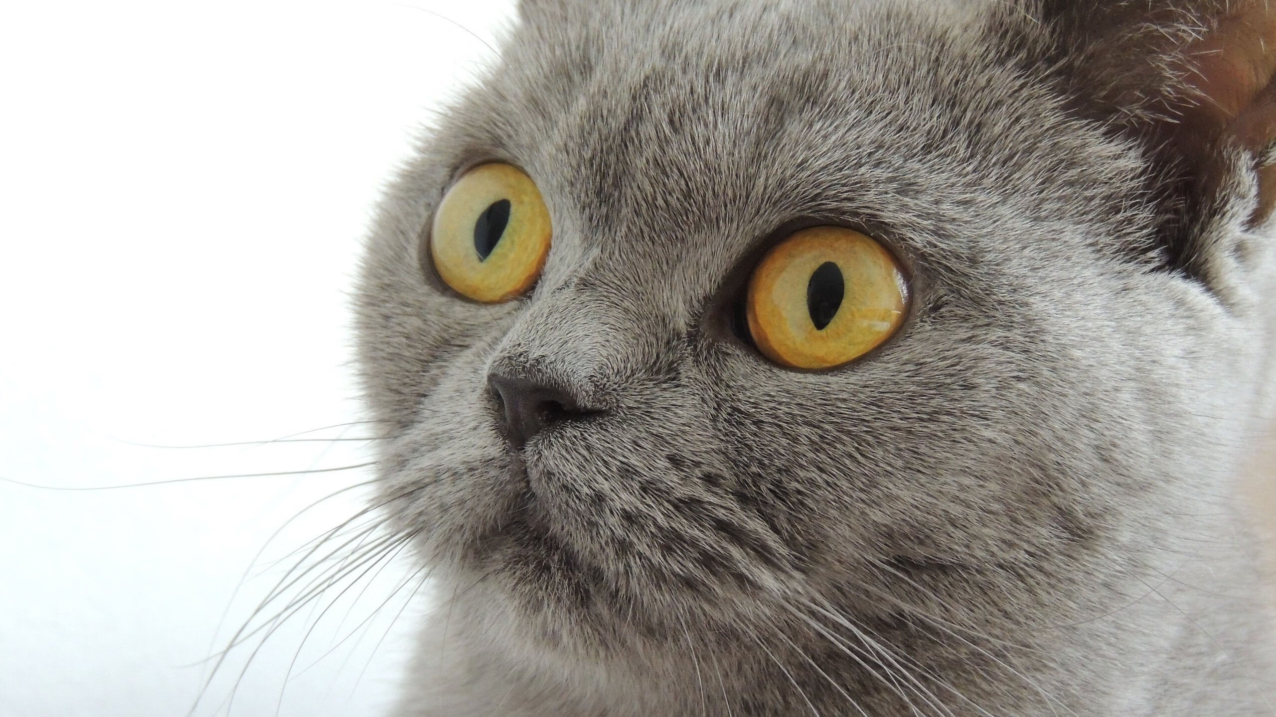 金年会app下载-穆勒致命一击难救主，乌克兰绝境突围掀翻德国战车