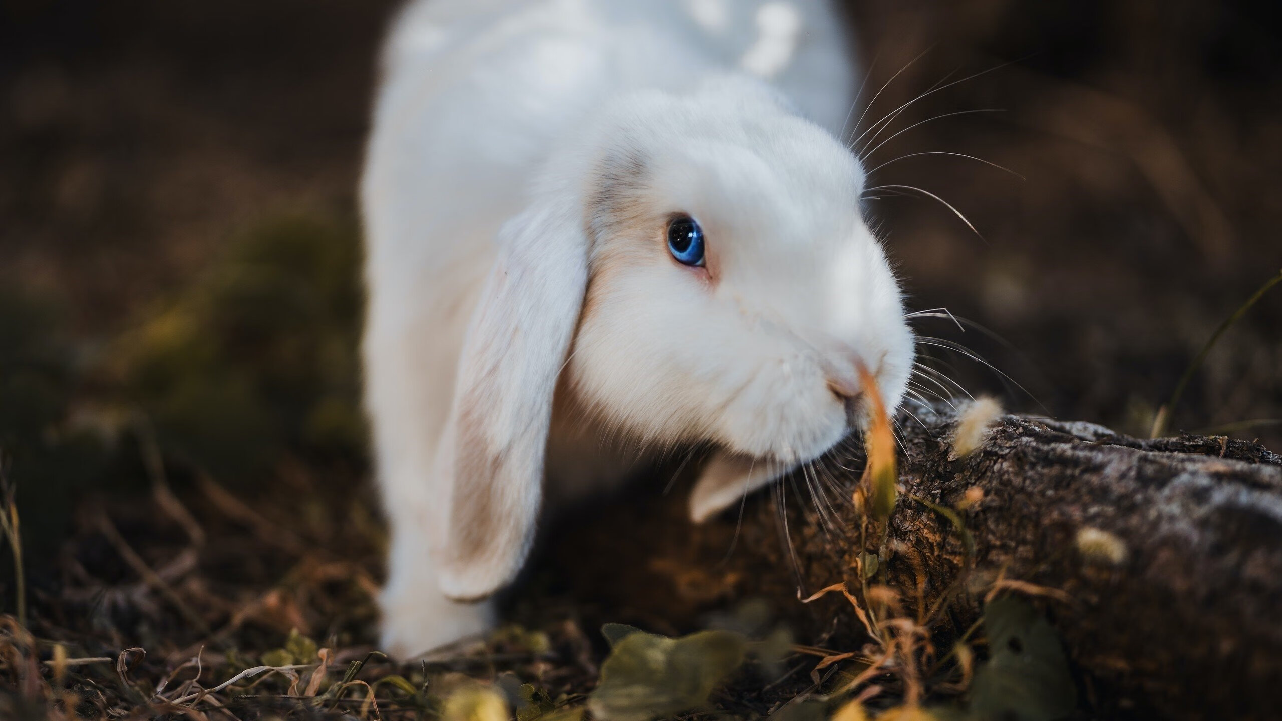 掘金险胜新疆队，锡安2026世界杯接管比赛，体育跨界传奇的崛起