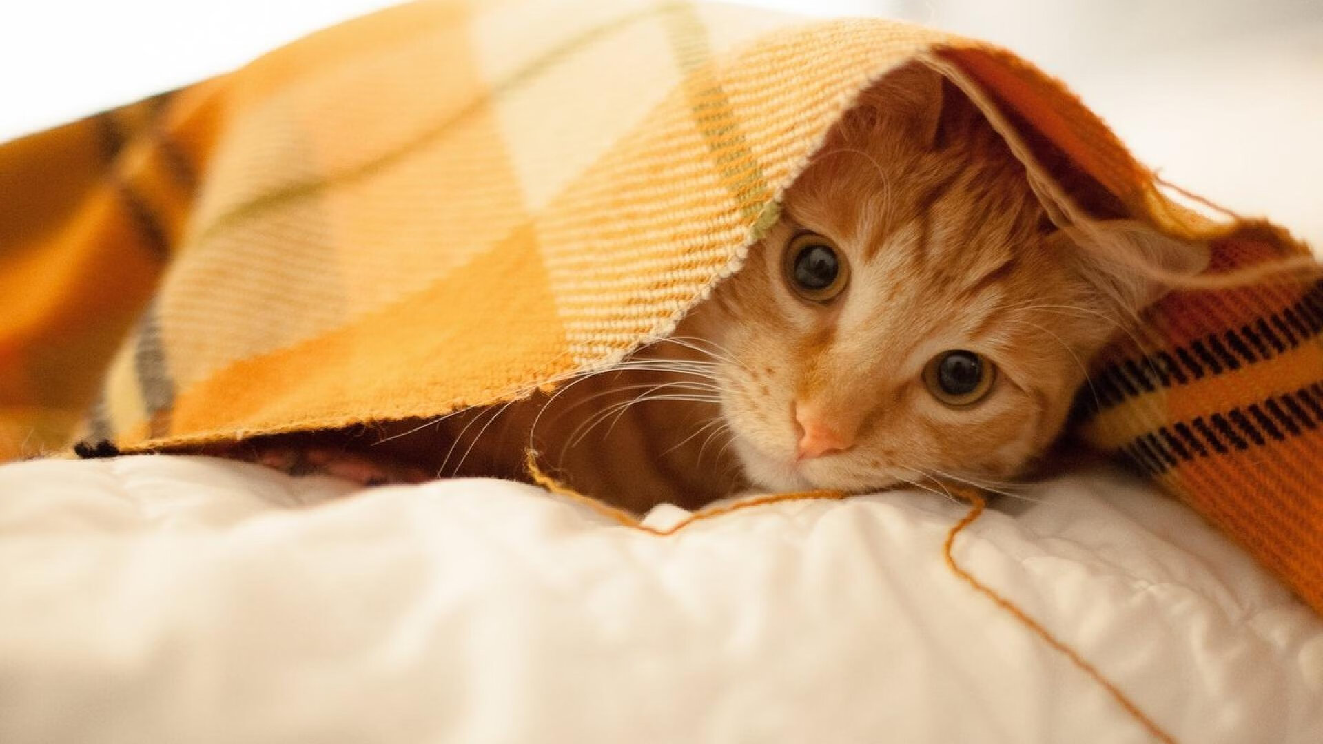 jinnianhui-杜兰特末节统治攻防，篮网正面对决碾碎雄鹿