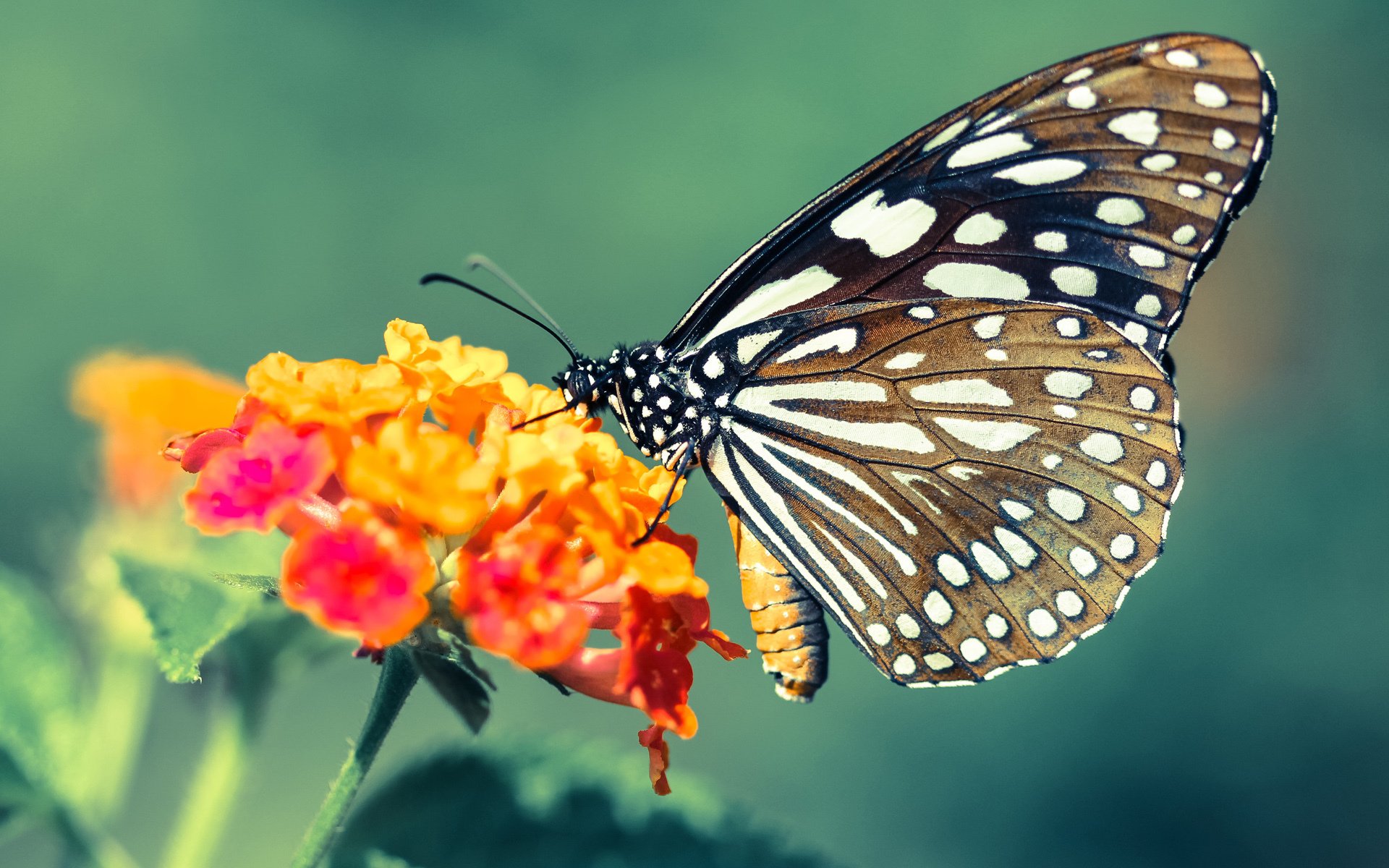 凯尔特人险胜太阳，西亚卡姆迎千场里程碑，一场比赛中的两个传奇叙事