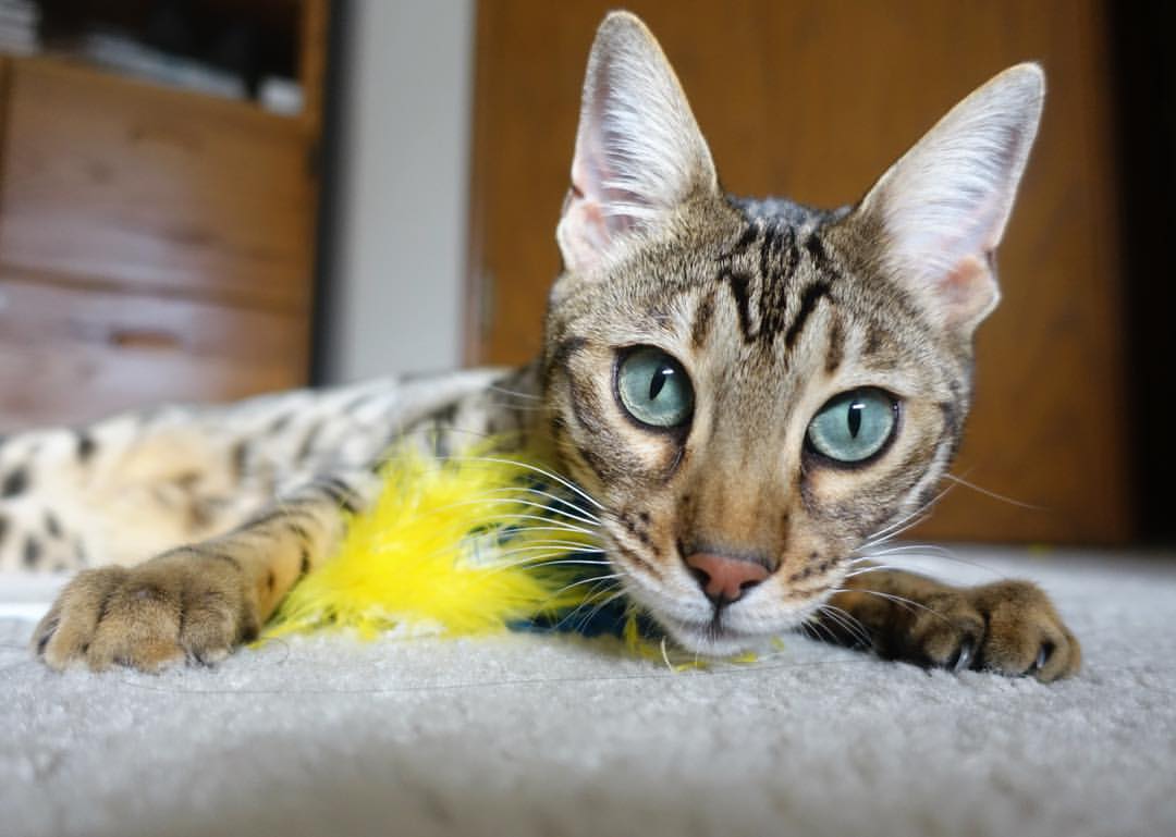 篮球世界里的悬念终结，广厦队碾压尼克斯，恩比德上演欧冠级接管