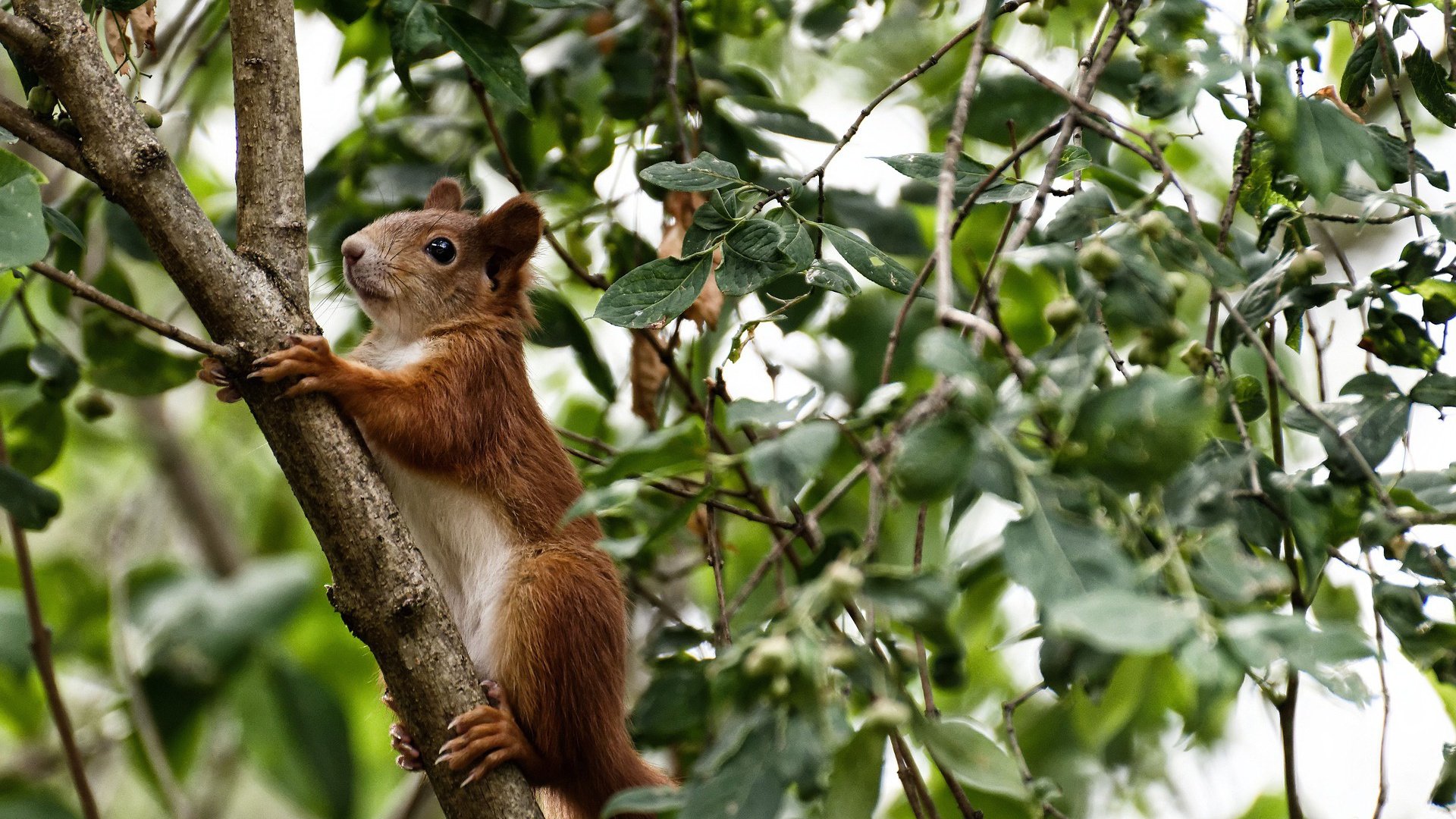 金年会APP-英超争冠焦点战烽火连天，北京队绝杀湖人诠释体育奇迹